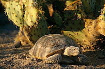 Bolson tortoise (Gopherus flavomarginatus) in front of cactus, captive, Mapimi Biosphere Reserve, Chihuahuan Desert, Mexico, November