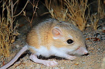 Merriam's kangaroo rat (Dipodomys merriami) portrait, Pinacate Biosphere Reserve, Sonoran Desert, Mexico, July