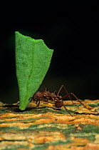 Leafcutter ant (Atta sp) carrying leaf, Dzibilchaltun National Park, Yucatan Peninsula, Mexico, November