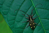 Longhorn beetle (Taeniotes scalaris) on leaf, Los Tuxtlas Biosphere Reserve, Mexico, November