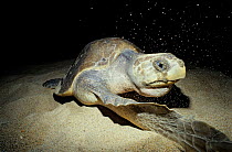 Olive ridley turtle (Lepidochelys olivacea) laying eggs, La Escobilla Beach, southern Mexico, December