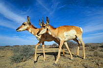 Two Peninsular pronghorn antelopes (Antilocapra americana peninsularis) captive, Peninsular pronghorn recovery programm, Vizcaino Biosphere Reserve, Baja California Peninsula, Mexico, March
