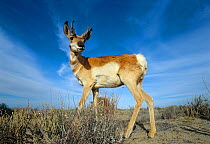 Peninsular pronghorn antelope (Antilocapra americana peninsularis) buck, captive, Peninsular pronghorn recovery programm, Baja California Peninsula, Mexico, March