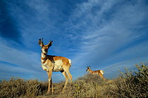 Twp Peninsular pronghorn antelope (Antilocapra americana peninsularis) bucks, captive, Peninsular pronghorn recovery programm, Baja California Peninsula, Mexico, March