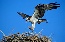 Osprey (Pandion haliaetus) landing on nest with nesting material, Guerrero Negro Lagoon, Vizcaino Biosphere Reserve, Baja California Peninsula, Mexico, March