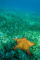 Cushion sea star (Oreaster reticulatus) on Turtle grass (Thalassia testudinum) Banco Chinchorro Biosphere Reserve, Caribbean Sea, Mexico, July