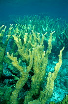 Elkhorn corals (Acropora palmata) Banco Chinchorro Biosphere Reserve, Caribbean Sea, Mexico, July, critically endangered species