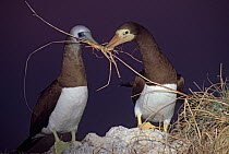 Brown booby (Sula leucogaster) pair courting with nesting material, Isabel Island National Park, Sea of Cortez (Gulf of California) Mexico, December