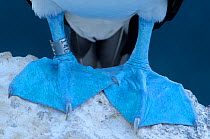 Blue footed booby (Sula nebouxii) close-up of blue feet with a ring on leg, Isabel Island National Park, Sea of Cortez (Gulf of California) Mexico, December