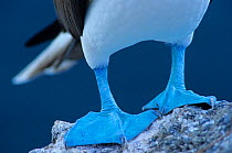 Blue-footed booby (Sula nebouxii) close-up of feet, Isabel Island National Park, Sea of Cortez (Gulf of California) Mexico, December