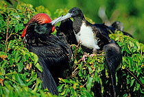 Magnificent frigate bird (Fregata magnificens) male displaying to female, Isabel Island National Park, Sea of Cortez (Gulf of California) Mexico, December