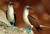 Blue footed booby (Sula nebouxii) pair, Isabel Island National Park, Sea of Cortez (Gulf of California) Mexico, December