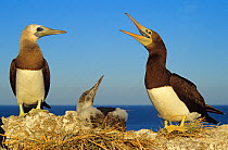 Brown booby (Sula leucogaster) pair with chick, Isabel Island National Park, Sea of Cortez (Gulf of California) Mexico, December