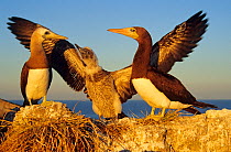 Brown booby (Sula leucogaster) pair with chick stretching its wings, Isabel Island National Park, Sea of Cortez (Gulf of California) Mexico, December