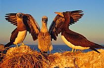 Brown booby (Sula leucogaster) pair with chick streching its wings, Isabel Island National Park, Sea of Cortez (Gulf of California) Mexico, December