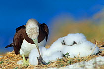 Brown booby (Sula leucogaster) male grooming chick, Isabel Island National Park, Sea of Cortez (Gulf of California) December
