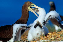 Brown booby (Sula leucogaster) female feeding chick, Isabel Island National Park, Sea of Cortez (Gulf of California) Mexico, December