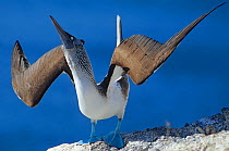Male Blue footed booby (Sula nebouxii) skypointing, Isabel Island National Park, Sea of Cortez (Gulf of California) Mexico, December