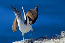 Male Blue footed booby (Sula nebouxii) displaying, Isabel Island National Park, Sea of Cortez (Gulf of California) December