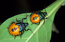 Two Stink bugs (Oplomus sp) on a leaf, Valle de Bravo, Mexico, March