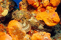 Spotted scorpion fish (Scorpaena plumieri) Cancun National Park, Caribbean Sea, Mexico, January