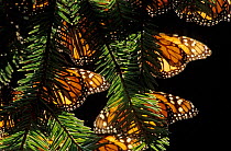 Hibernating Monarch butterflies (Danaus plexippus) El Rosario Colony, Monarch Butterfly Sanctuary, Mexico, February