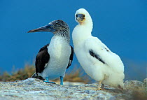 Blue footed booby (Sula nebouxii) with chick, Isabel Island National Park, Sea of Cortez (Gulf of California) Mexico, April