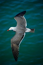 Heermann's gull (Larus heermanni) in flight over water, Isabel Island National Park, Sea of Cortez (Gulf of California) Mexico, April