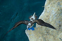 Blue footed booby (Sula nebouxii) on rock face stretching wings, Isabel Island National Park, Sea of Cortez (Gulf of California) Mexico, April