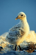 Heermann's gull (Larus heermanni) chick, portrait, Isabel Island National Park, Sea of Cortez (Gulf of California) Mexico, April