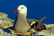 Heermann's gull (Larus heermanni) with chick under its wing, Isabel Island National Park, Sea of Cortez (Gulf of California) Mexico, April