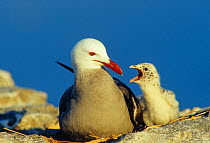 Heermann's gull (Larus heermanni) with chick begging for food, Isabel Island National Park, Sea of Cortez (Gulf of California) Mexico, April