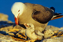 Heermann's gull (Larus heermanni) feeding chick, Isabel Island National Park, Sea of Cortez (Gulf of California) Mexico, April