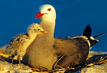 Heermann's gull (Larus heermanni) with chick, Isabel Island National Park, Sea of Cortez (Gulf of California) Mexico, April