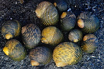 Nerita shells (Nerita sp) Isabel Island National Park, Sea of Cortez (Gulf of California) Mexico, April