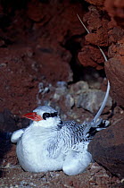 Red billed tropicbird (Phaethon aethereus) on nest, Isabel Island National Park, Sea of Cortez (Gulf of California) Mexico, April