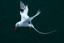 Red billed tropicbird (Phaethon aethereus) in flight, Isabel Island National Park, Sea of Cortez (Gulf of California) Mexico, April