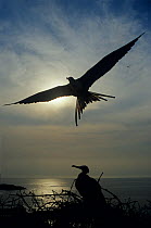 Magnificent frigate birds (Fregata magnificens) silhouetted, one in flight another on nest, Isabel Island National Park, Sea of Cortez (Gulf of California) Mexico, April