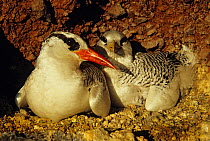 Red billed tropicbird (Phaethon aethereus) with chick, Isabel Island National Park, Sea of Cortez, Gulf of California, Mexico, April