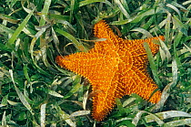 Cushion sea star (Oreaster reticulatus) on Turtle grass (Thalassia testudinum) Contoy Island National Park, Caribbean Sea, Mexico, May