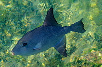 Ocean triggerfish (Canthidermis sufflamen) just below the water surface, Contoy Island National Park, Caribbean Sea, Mexico, May