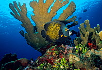 French angelfish (Pomacanthus paru) under Elkhorn coral (Acropora palmata) Cancun National Park, Caribbean Sea, Mexico, July