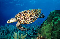 Hawksbill turtle (Eretmochelys imbricata) Cancun National Park, Caribbean Sea, Mexico, July