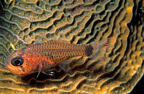 Dusky cardinal fish (Phaeoptyx pigmentaria) Cancun National Park, Caribbean Sea, Mexico, August