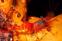 Red night shrimp (Rhynchocinetes rigens) Cancun National Park, Caribbean Sea, Mexico, August