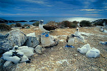 Blue footed booby (Sula nebouxii) colony, Isabel Island National Park, Sea of Cortez (Gulf of California) Mexico, March