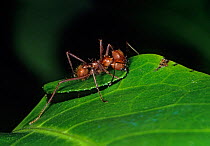 Leafcutter ant (Atta sp) cutting leaf, Kohunlich, Yucatan Peninsula, Mexico, December