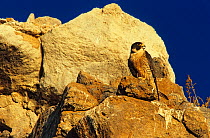Peregrine falcon (Falco peregrinus) perched on rocks, Rasa Island Special Biosphere Reserve, Sea of Cortez (Gulf of California) Mexico, April