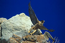 Peregrine falcon (Falco peregrinus) flying from rocks, watched by another, Rasa Island Special Biosphere Reserve, Sea of Cortez (Gulf of California) Mexico, April