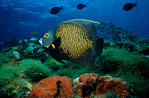 French angel fish (Pomacanthus paru) on coral reef, Cancun National Park, Caribbean Sea, Mexico, July